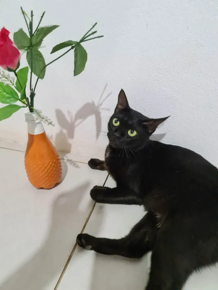 Gato ra a SRD idade 1 ano nome Preta