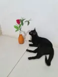 Preta