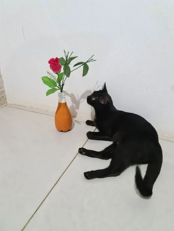 Gato ra a SRD idade 1 ano nome Preta