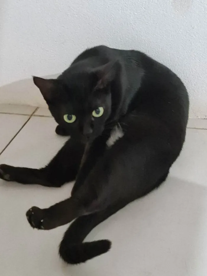 Gato ra a SRD idade 1 ano nome Preta