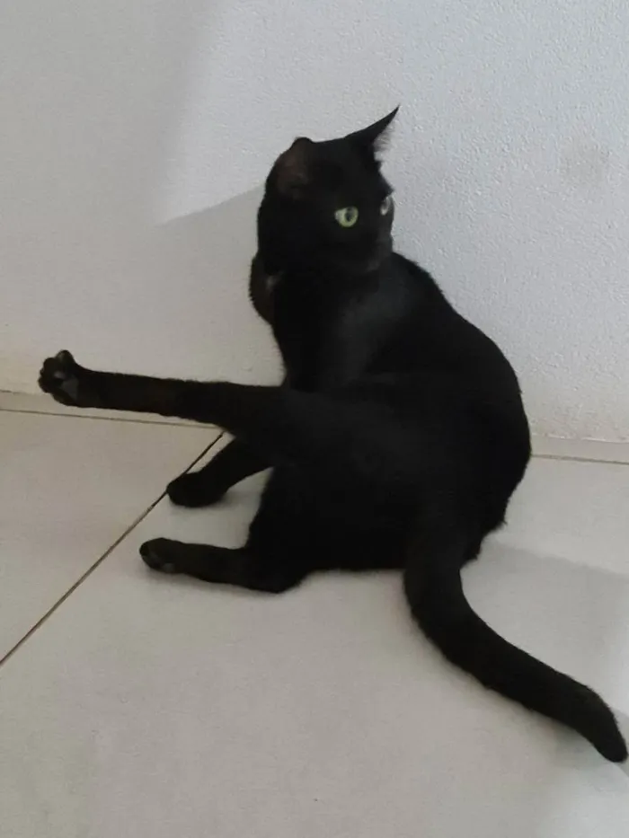 Gato ra a SRD idade 1 ano nome Preta