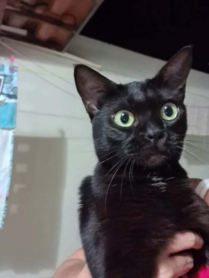 Gato ra a SRD idade 1 ano nome Preta