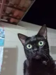 Preta