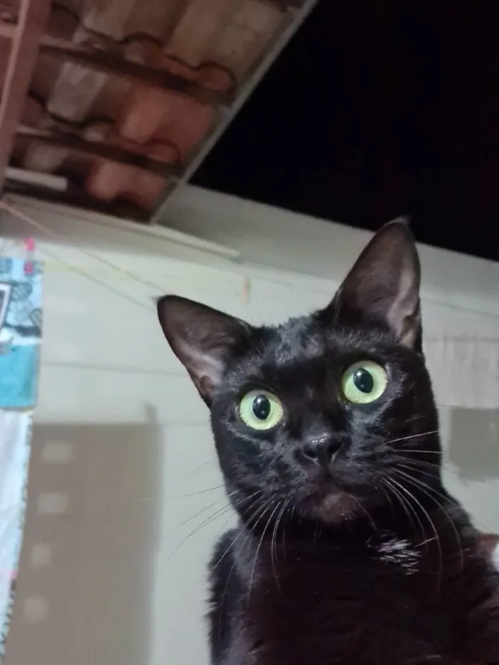 Gato ra a SRD idade 1 ano nome Preta
