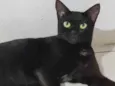 Preta