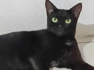 Gato raça SRD idade 1 ano nome Preta