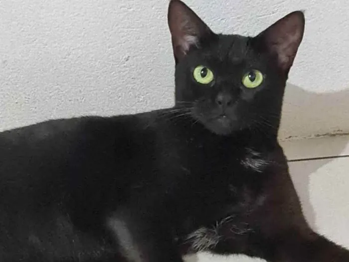Gato ra a SRD idade 1 ano nome Preta