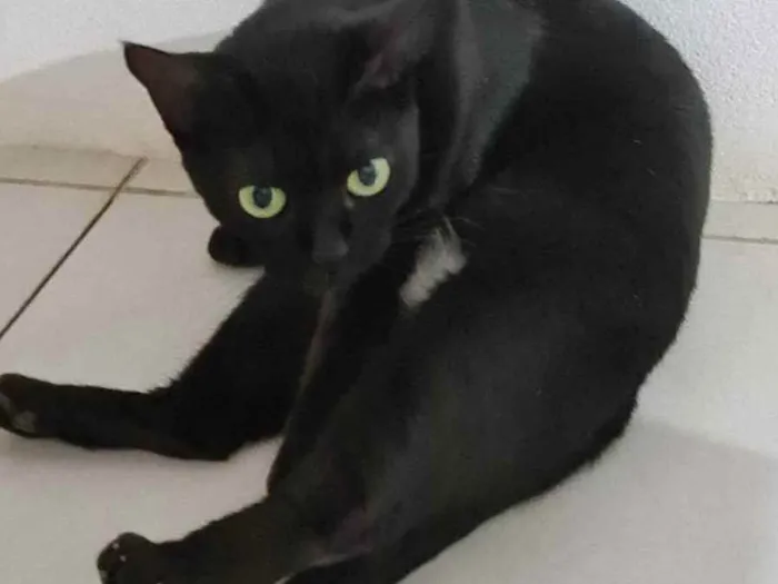 Gato ra a SRD idade 1 ano nome Preta
