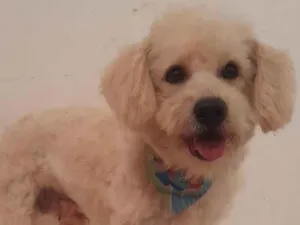 Cachorro raça Poodle idade 2 anos nome Billy