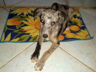 Cachorro raça Viralata  idade 2 a 6 meses nome Nina 