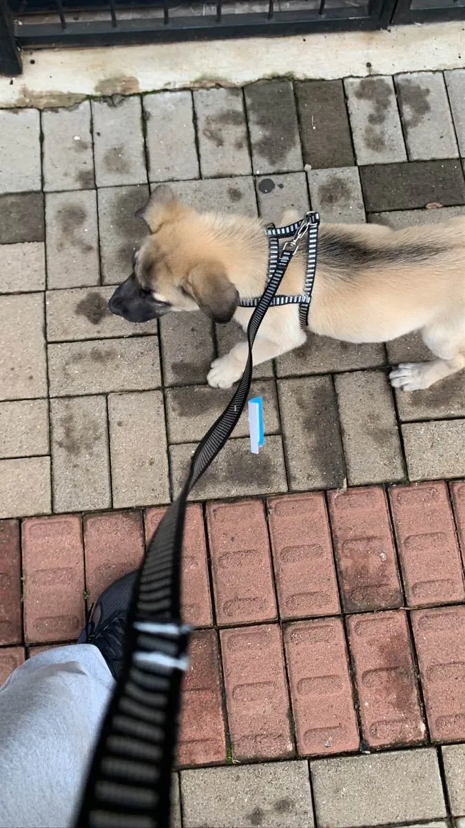 Cachorro ra a Pastor alemão  idade 7 a 11 meses nome Léo 