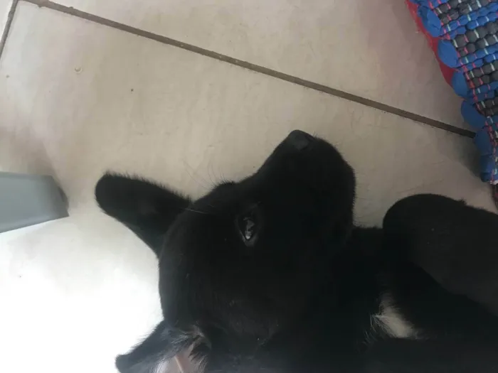 Cachorro raça SRD idade Abaixo de 2 meses nome Sem nome