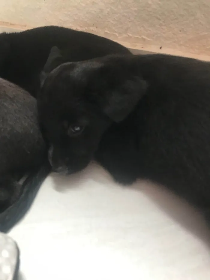 Cachorro raça SRD idade Abaixo de 2 meses nome Sem nome