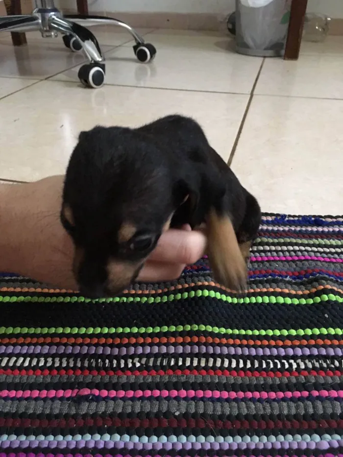 Cachorro raça Vira-lata idade Abaixo de 2 meses nome Star
