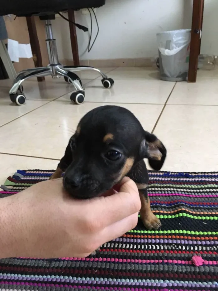 Cachorro raça Vira-lata idade Abaixo de 2 meses nome Star