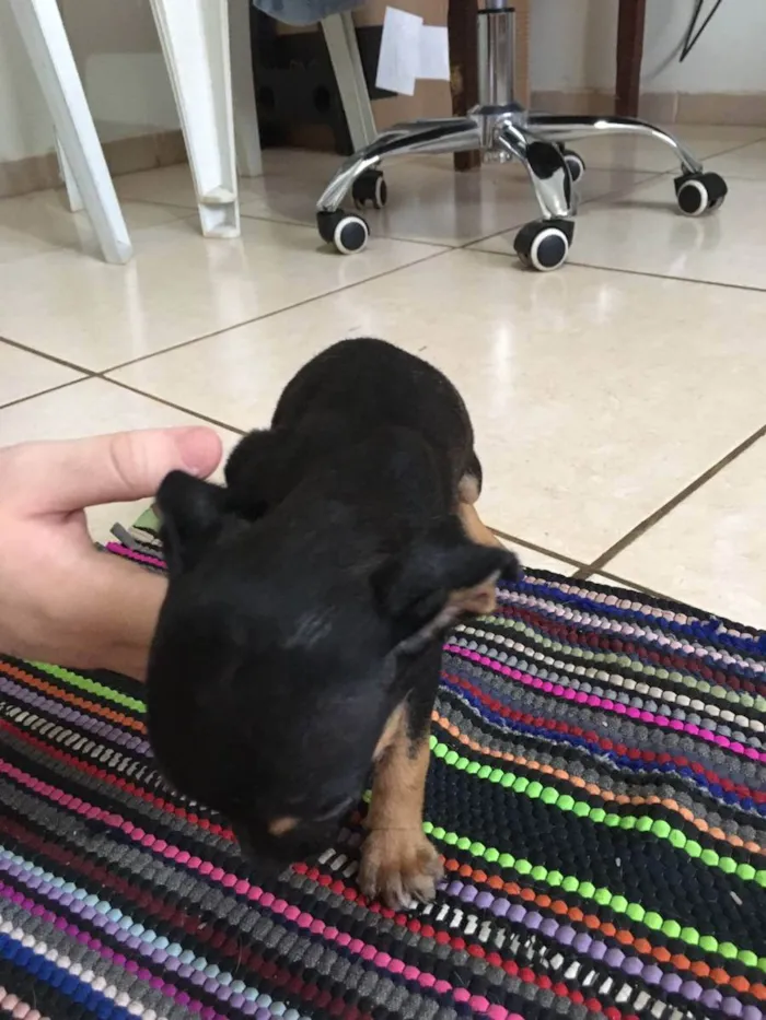 Cachorro raça Vira-lata idade Abaixo de 2 meses nome Star