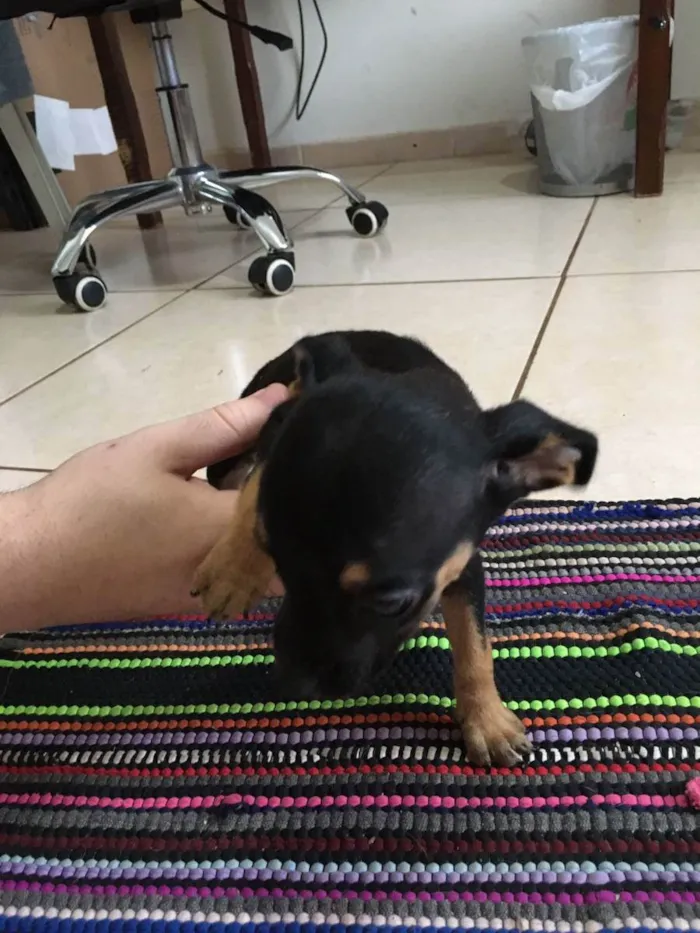 Cachorro raça Vira-lata idade Abaixo de 2 meses nome Star