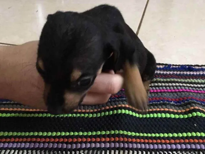 Cachorro raça Vira-lata idade Abaixo de 2 meses nome Star