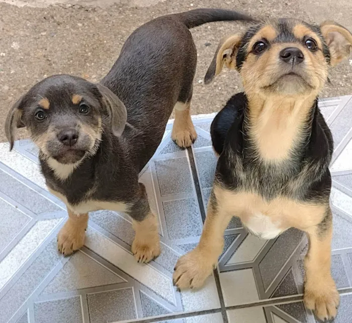 Cachorro ra a SRD  idade 7 a 11 meses nome Mell