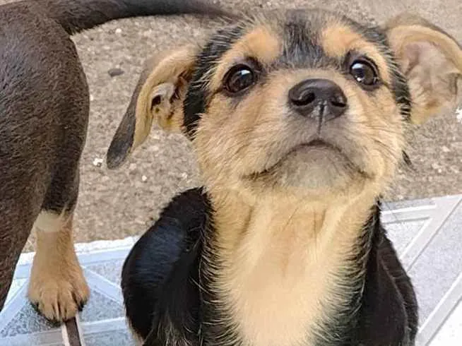 Cachorro ra a SRD  idade 7 a 11 meses nome Mell