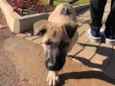 Léo 