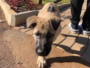 Cachorro raça Pastor alemão  idade 7 a 11 meses nome Léo 