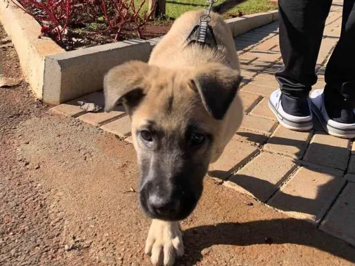 Cachorro ra a Pastor alemão  idade 7 a 11 meses nome Léo 