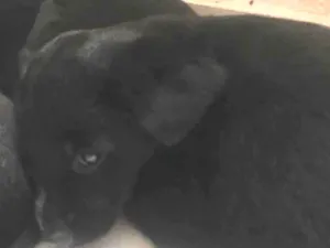 Cachorro raça SRD idade Abaixo de 2 meses nome Sem nome