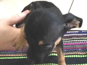 Cachorro raça Vira-lata idade Abaixo de 2 meses nome Star