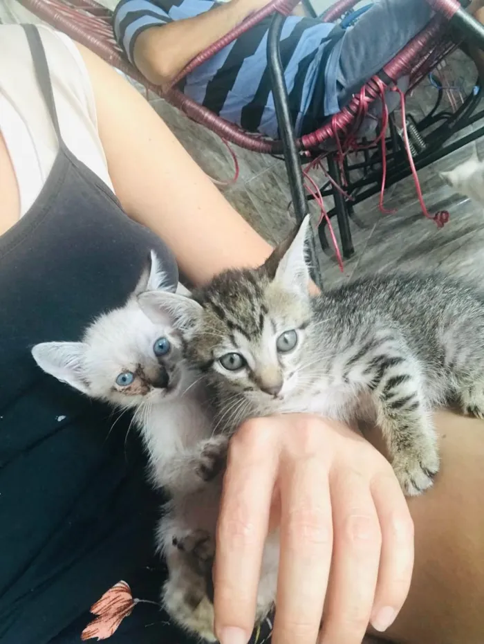 Gato ra a Gatos  idade 2 a 6 meses nome Gatos 