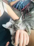 Gatos