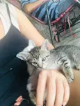 Gatos