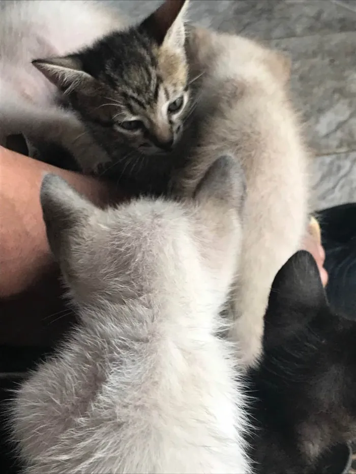 Gato ra a Gatos  idade 2 a 6 meses nome Gatos 
