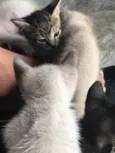 Gatos