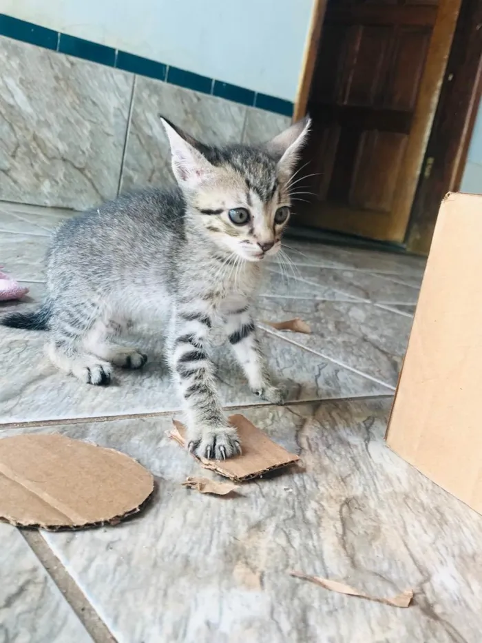 Gato ra a Gatos  idade 2 a 6 meses nome Gatos 