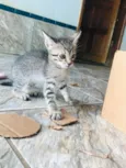 Gatos