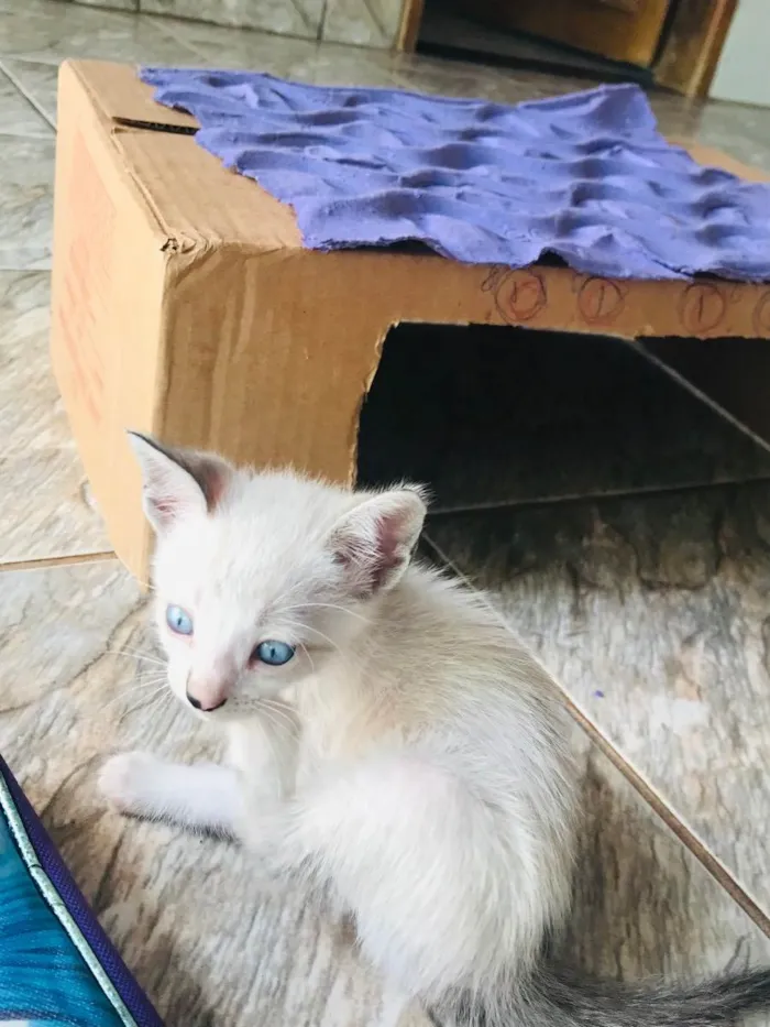Gato ra a Gatos  idade 2 a 6 meses nome Gatos 