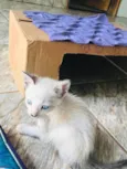 Gatos