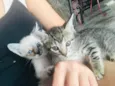 Gatos