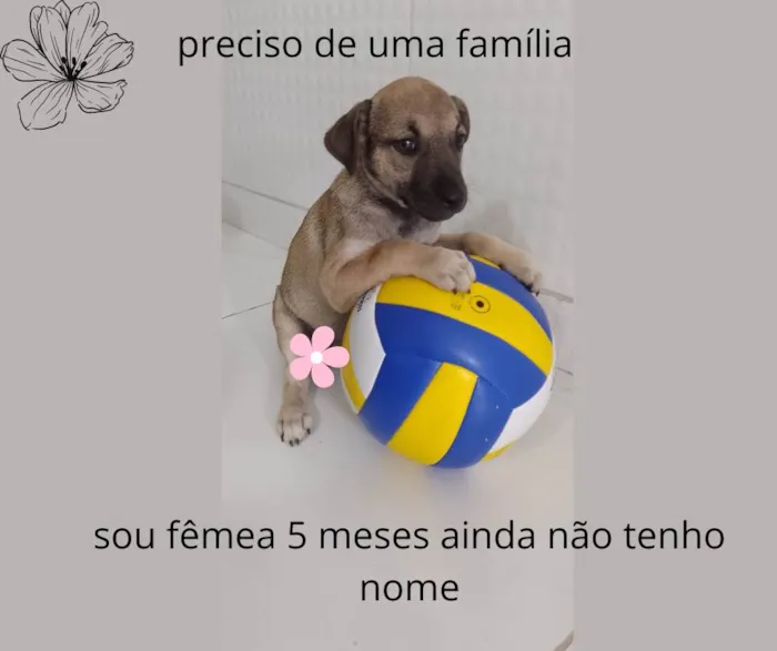 Cachorro ra a sem raça definida idade 2 a 6 meses nome Não tem nome