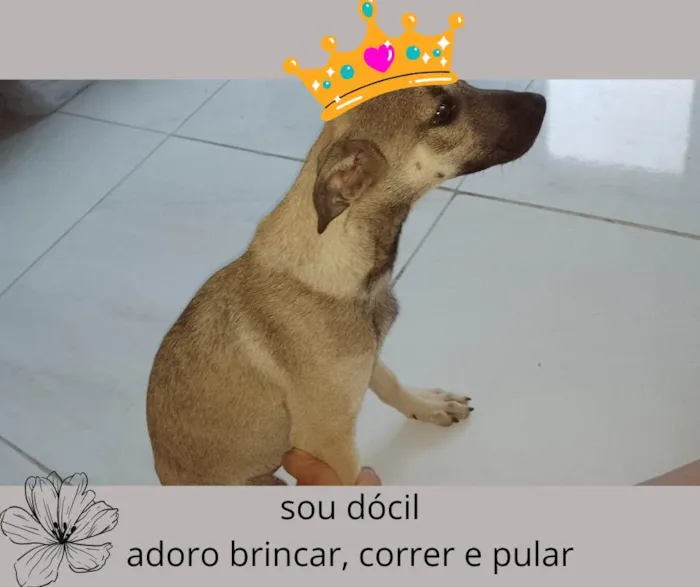 Cachorro ra a sem raça definida idade 2 a 6 meses nome Não tem nome