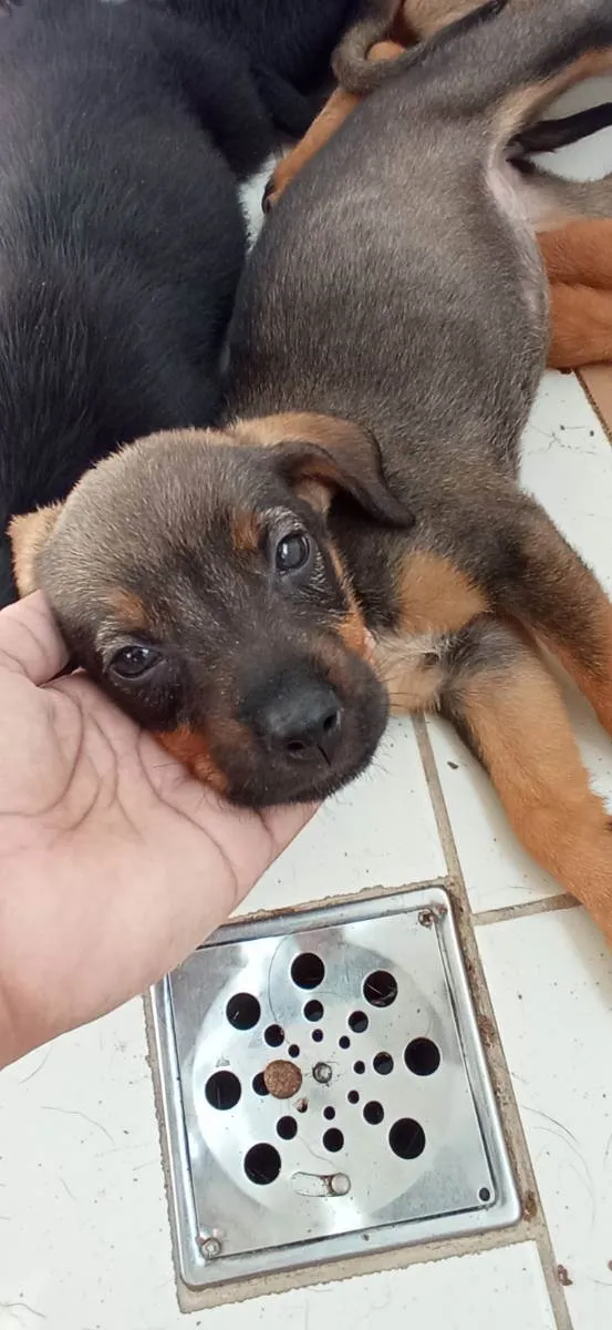 Cachorro ra a Rottweiler com SRD  idade 2 a 6 meses nome Filhotes