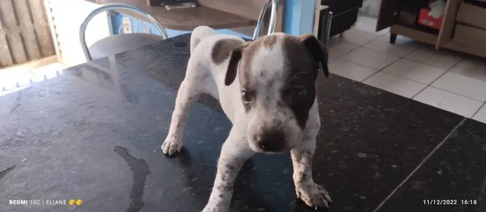 Cachorro raça Indefinida  idade Abaixo de 2 meses nome Floquinho 