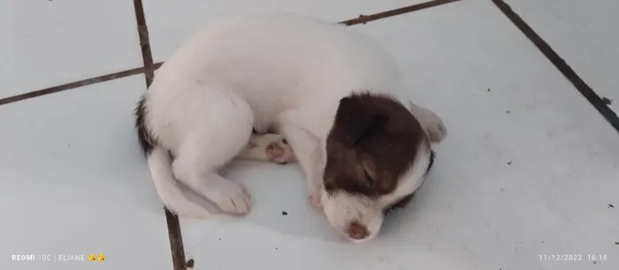 Cachorro raça Indefinida  idade Abaixo de 2 meses nome Ursinho 