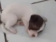 Ursinho 