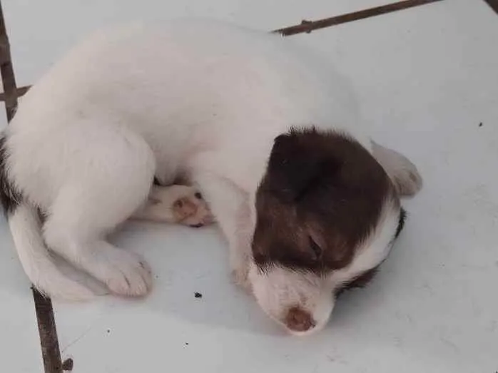 Cachorro raça Indefinida  idade Abaixo de 2 meses nome Ursinho 