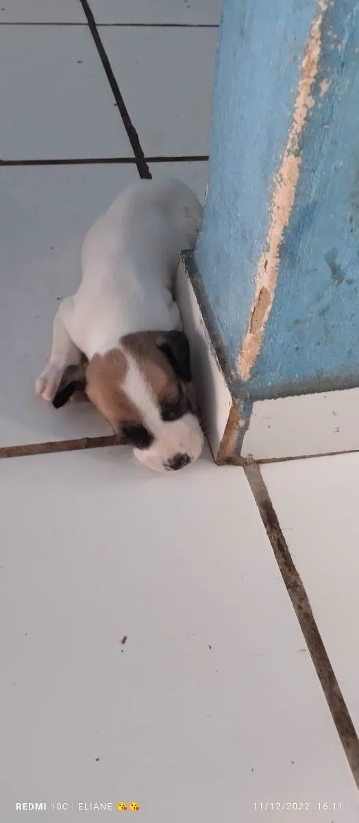 Cachorro raça Indefinida  idade Abaixo de 2 meses nome Gisele um