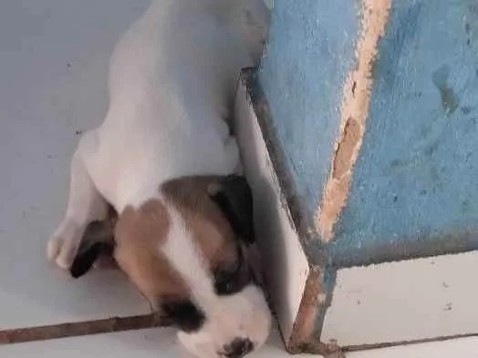 Cachorro raça Indefinida  idade Abaixo de 2 meses nome Gisele um