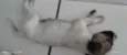 Leia 