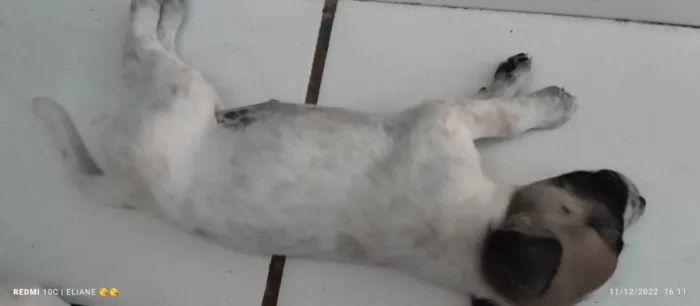 Cachorro raça Indefinida  idade Abaixo de 2 meses nome Leia 